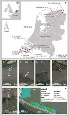 Facilitating Salt Marsh Restoration: The Importance of Event-Based Bed Level Dynamics and Seasonal Trends in Bed Level Change